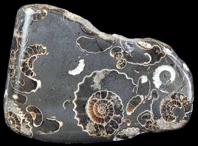 Polished Ammonite Fossil Slab - Marston Magna Marble #63835